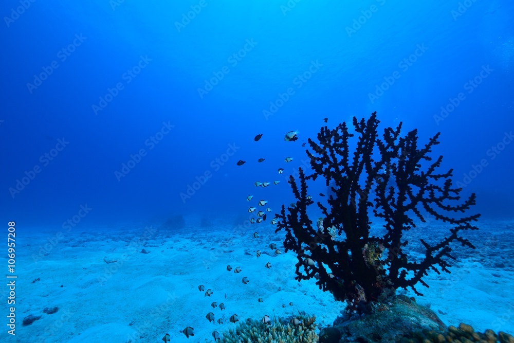 ナンヨウキサンゴ Stock Photo | Adobe Stock