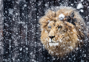 Wall Mural - Portrait lion in the snow