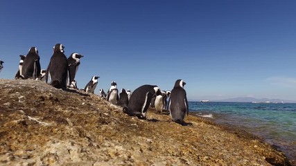 Poster - Group of African penguins (Spheniscus demersus) sitting on coastal rocks, Western Cape, South Africa 