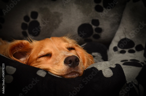 Cute cocker spaniel pup fast asleep in her bed. © dambuster