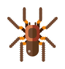 Wall Mural - Flat spider insect danger silhouette vector icon illustration