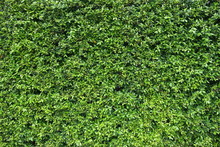 Green Plant Wall Background