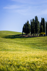 Wall Mural - Tuscany, landscape