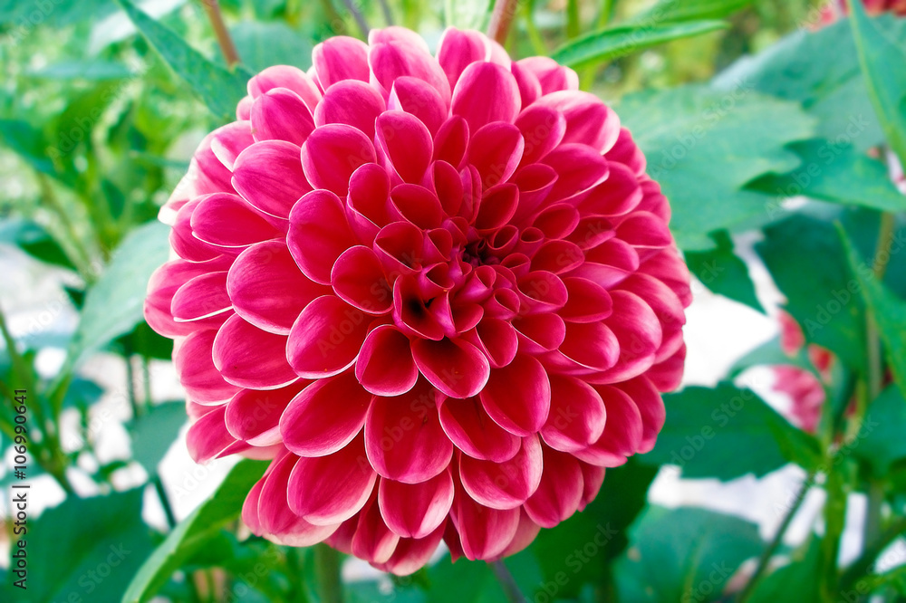 The genus Dahlia comprises 42 species of rather large perennial plants ...