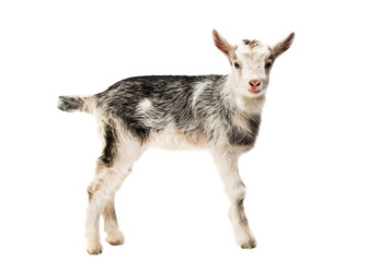 Wall Mural - goats little isolated