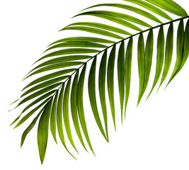 green leaf of palm tree on white background