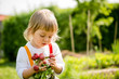 © Martinan - Harvest - picking up radishes