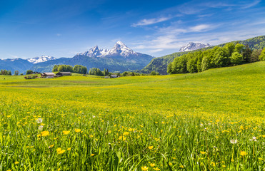 Wall Mural - Idyllic landscape in the Alps with blooming meadows and mountain tops