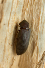 Wood borer, Anobium rufipes on wood