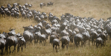 Wall Mural - Big herd of wildebeest in the savannah. Great Migration. Kenya. Tanzania. Masai Mara National Park. An excellent illustration.