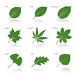 Collection of Green Leafs. Vector Illustration.