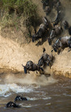 Fototapeta Sawanna - Wildebeest jumping into Mara River. Great Migration. Kenya. Tanzania. Masai Mara National Park. An excellent illustration.
