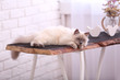 Color-point cat lying on wooden table in living room