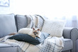 © Africa Studio - Color-point cat lying on a sofa in living room