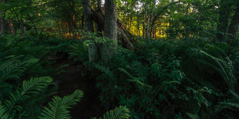  fern grove in forest with orange light through trees