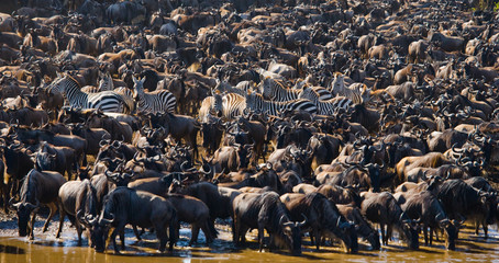 big herd of wildebeest is about mara river. great migration. kenya. tanzania. masai mara national pa