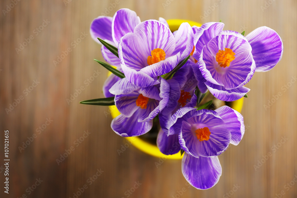Beautiful crocus flowers in flowerpot, top view