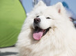 White dog Samoyed