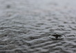 Rain drop on water