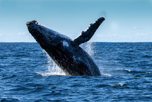 Breaching Humpback Whale (Megaptera Novaeangliae), Port Stephens, Australia