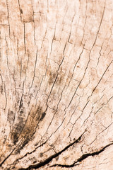 Sticker - Closeup of wood texture