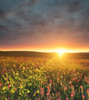 Field with flowers during sundown. Beautiful summer landscape