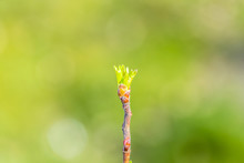 Green Bud Of Tree Grows In Spring