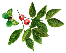 Watercolor Drawing Of Branch With Berries And Leaves, With Butterfly