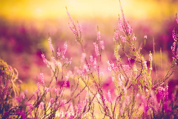 close up of purple heather