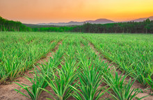 Pineapple Field With Mountain In Sunset Time.