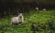 Welsh Sheep. UK
