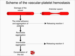 Wall Mural - Scheme of the vascular-platelet hemostasis 