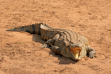 Poster - A Nile crocodile (Crocodylus niloticus) basking with open jaws, Kruger National Park, South Africa.