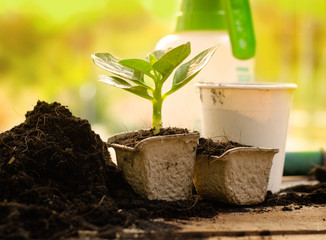 Wall Mural - Agriculture,Plant,Seed,Seedling,Plant Growing on paper pot