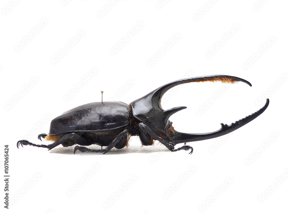 コロンビア産ネプチューンオオカブト♂ Stock Photo | Adobe Stock