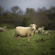 Cotswold Sheep 