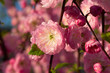 branch with little pink flowers, blossoming flowers in the garde