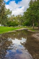 Wall Mural - lake woods in the spring