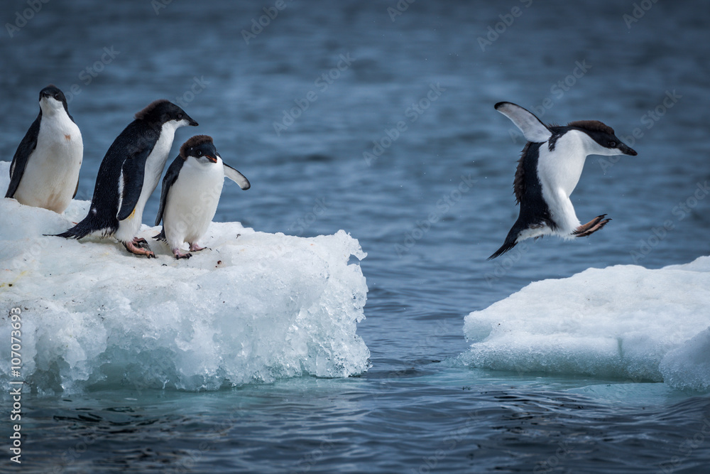 Adelie penguin jumping between two ice floes - obrazy, fototapety, plakaty 