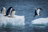 Fototapeta Zwierzęta - Adelie penguin jumping between two ice floes