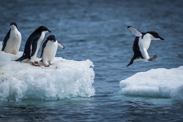 Adelie penguin jumping between two ice floes