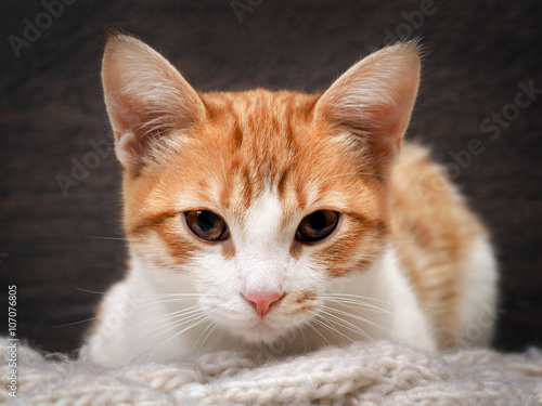 The Muzzle Is White With A Red Cat Portrait Of A Beautiful Big