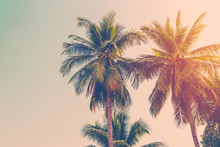 Coconut Palm Tree With Vintage Effect.