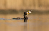 rybka w dziobie kormorana