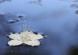 White flower on water