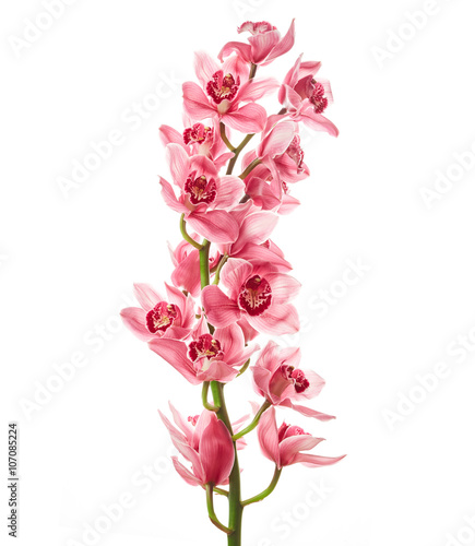 Orchid flowers