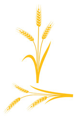 Wall Mural - Yellow wheat ears on a white background