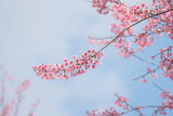 close-up of Wild Himalayan cherry blooming (Prunus cerasoides)