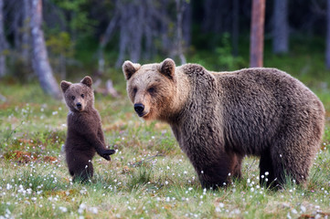 Wall Mural - mother bear and cub