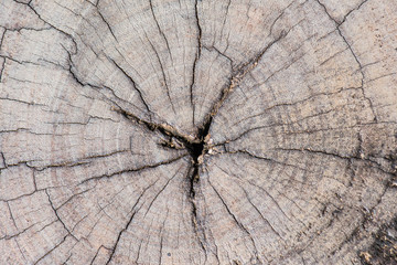 Sticker - Closeup of wood texture